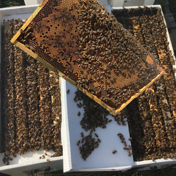 5 Frame NUC - Queen Overwintered in Ohio - $225 Total - $125 Deposit - $100 due at pick up  in June.
