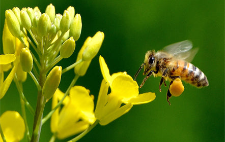 Ohio Overwintered Honey Bee Nucs - Raw Local Honey - Hartville