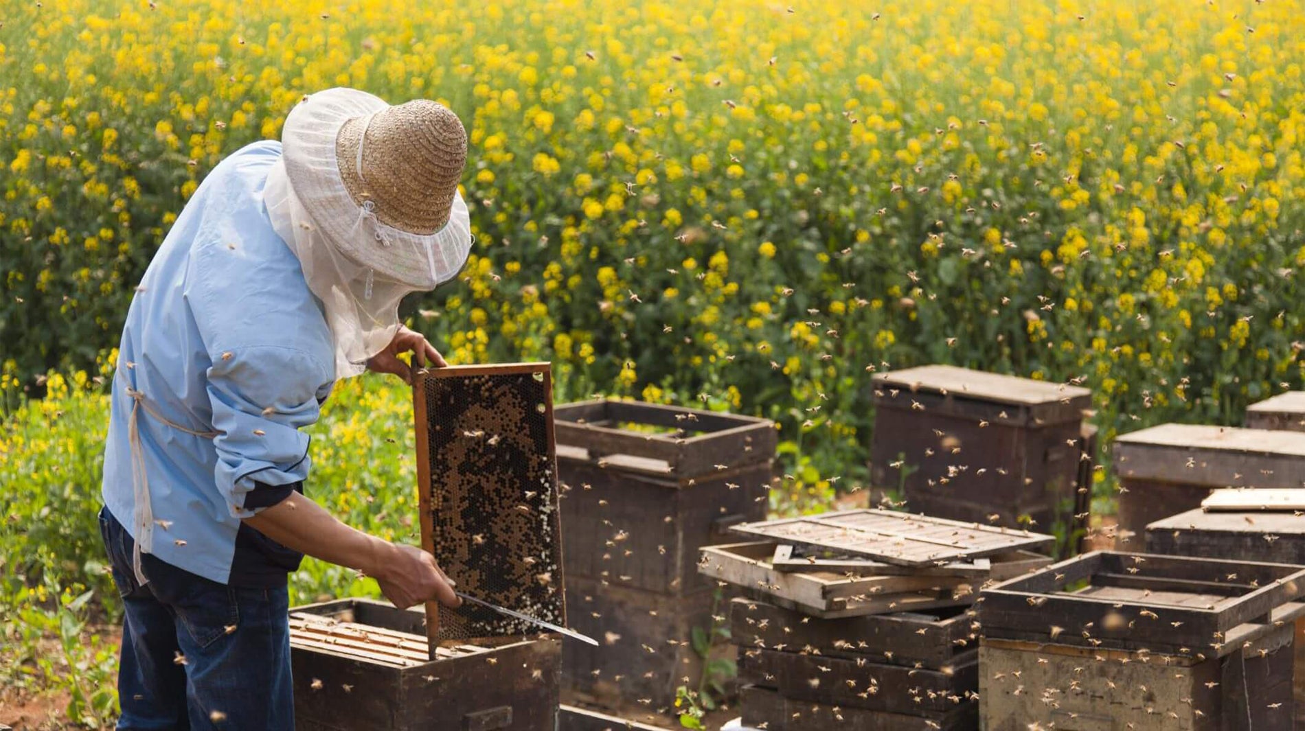 Ohio Overwintered Honey Bee Nucs - Raw Local Honey - Hartville