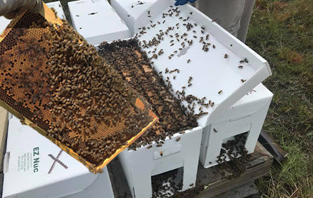 Ohio Overwintered Honey Bee Nucs - Raw Local Honey - Hartville