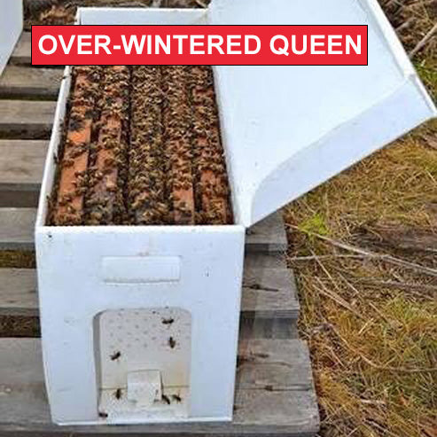 5 Frame NUC - Queen Overwintered in Ohio - $225 Total - $125 Deposit - $100 due at pick up  in June.