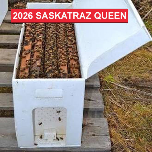 5 Frame NUC - 2026 Saskatraz Queen - $199 total - $99 Deposit - $100 due at pick up