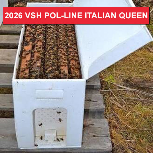 5 Frame NUC - 2026 VSH Italian POL-LINE 2.2 Queen - $199 total - $99 Deposit - $100 due at pick up