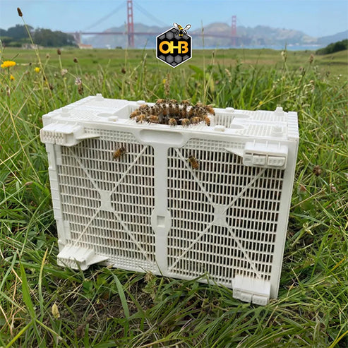 Carniolan - Premium quality 3 lb. Package Bees - Marked OHB Carniolan Queen -  FOR PICKUP Mid to Late April.