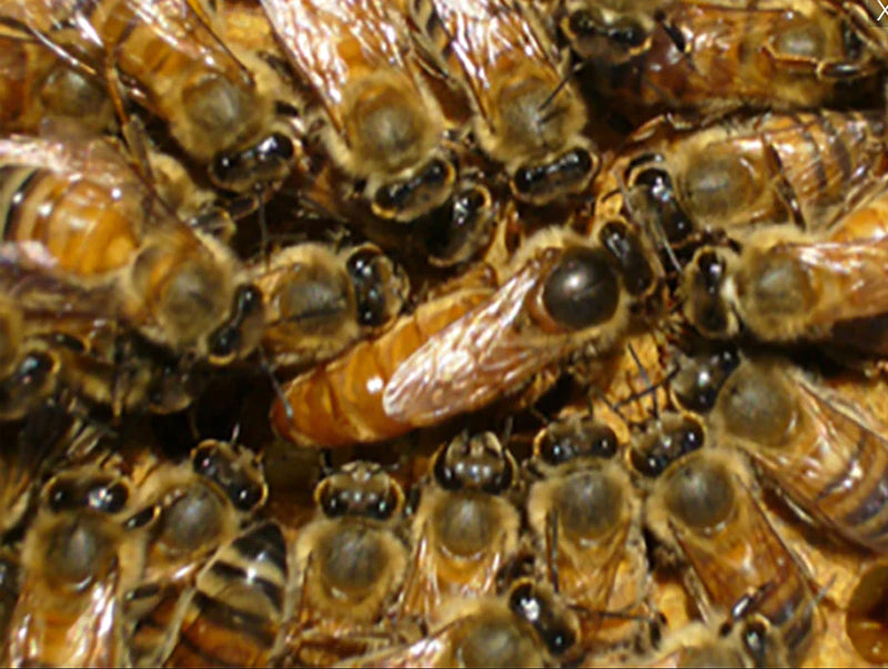 Randy Oliver - Golden West- QUEEN - Mated - Marked - PICK UP ONLY - Last week of April 2026