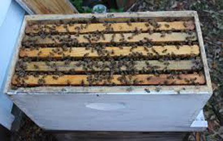 nuc bee hives for sale nuc bee hives for sale